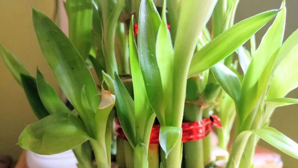 3Layer Lucky Bamboo In Plastic Bowl