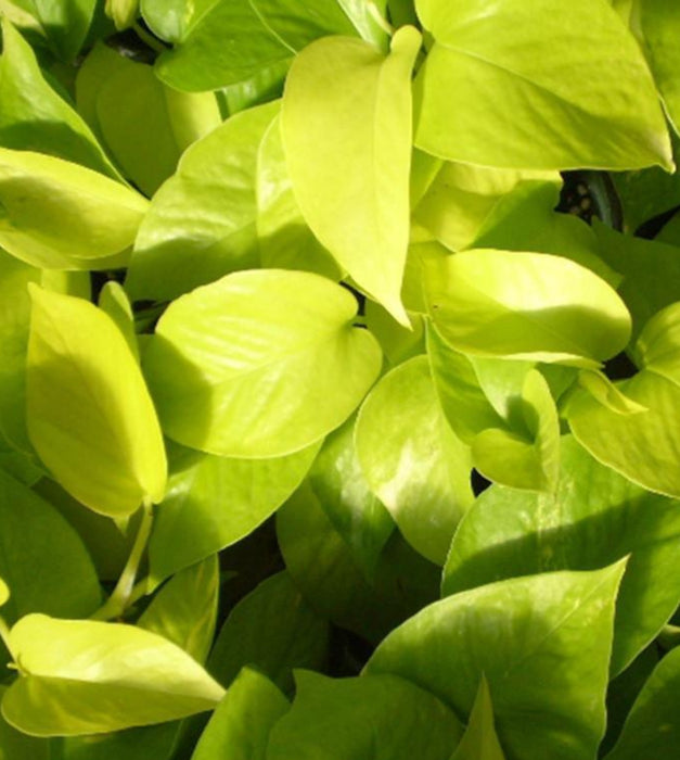 Money Plant Golden