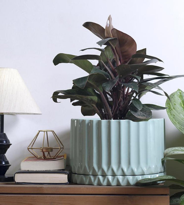 Fleeting Bliss Planter