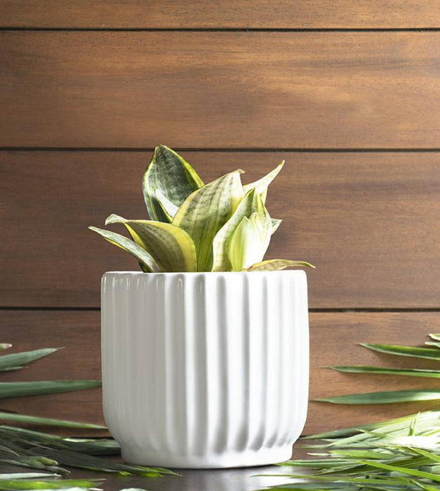Pheonix Planter