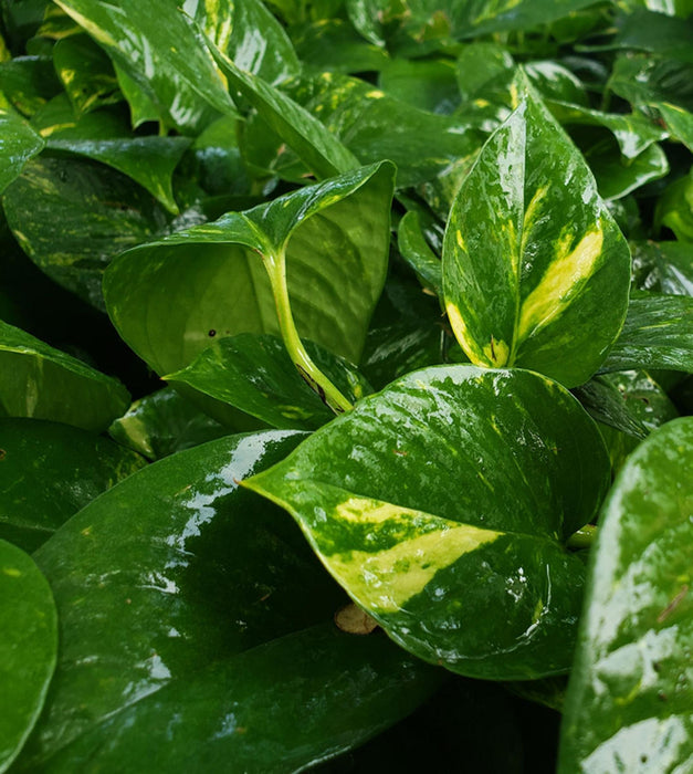 Money plant Green in 3 inch pot