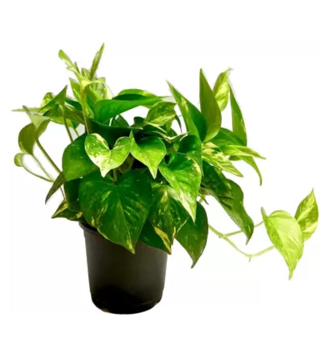 Money Plant in Grower pot