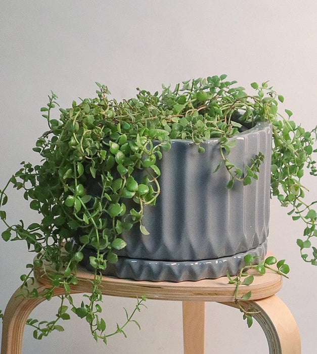 Fleeting Bliss Planter