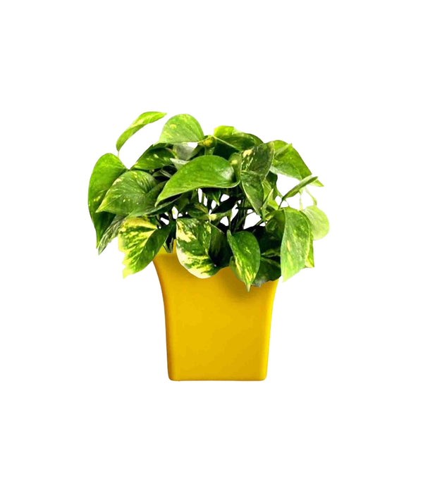 Variegated Green Money Plant in 3 inch pot