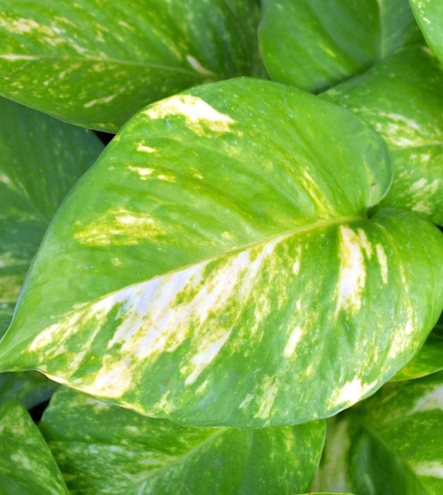 Variegated Green Money Plant  in 3 inch pot