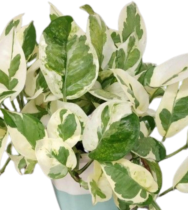 Money Plant Marble Prince