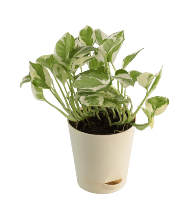 Money Plant Marble Prince