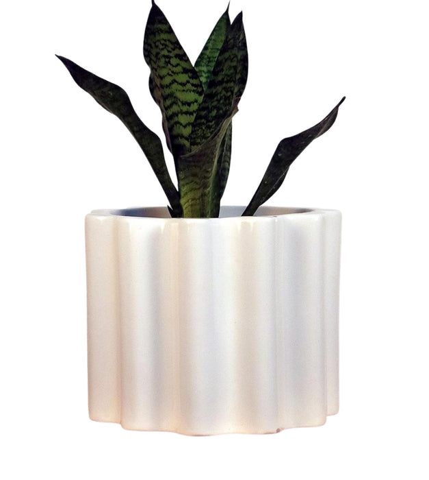 Balmy Waves Planter