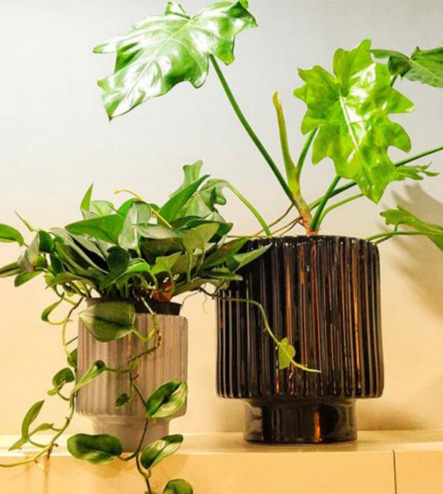 Dark Affinity Planter