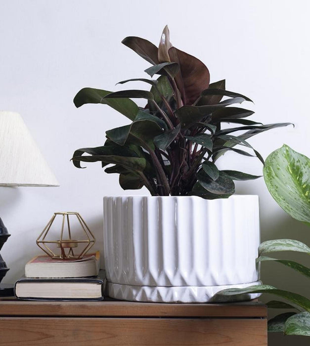 Fleeting Bliss Planter