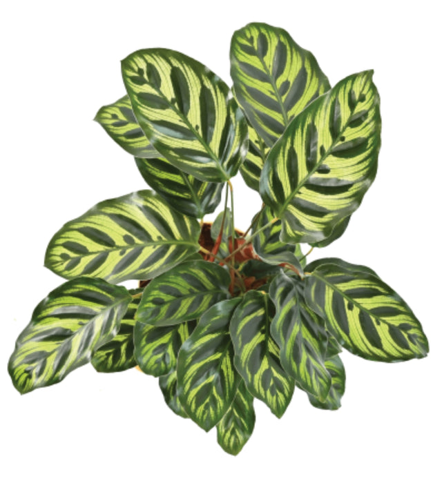 Calathea Peacock plant