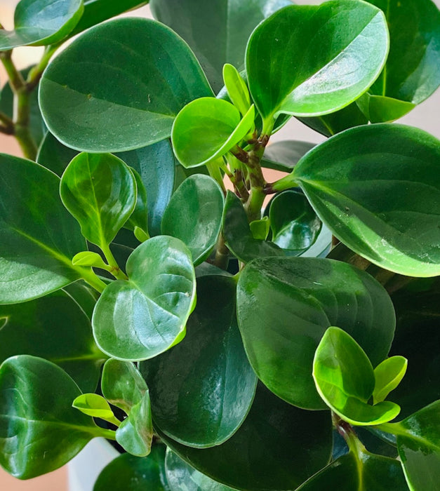 Peperomia Green