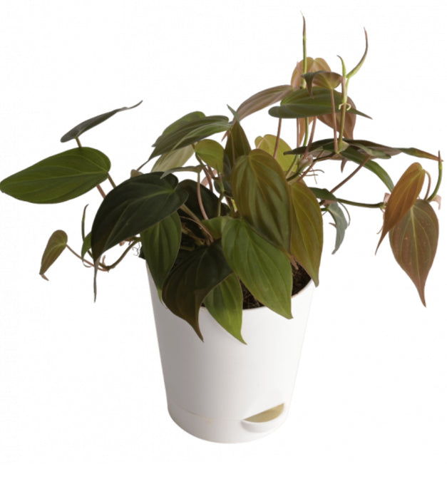 Philodendron Micans Plant