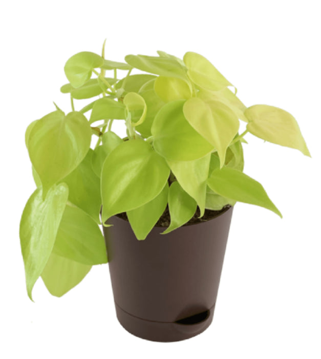 Philodendron Oxycardium Golden Plant