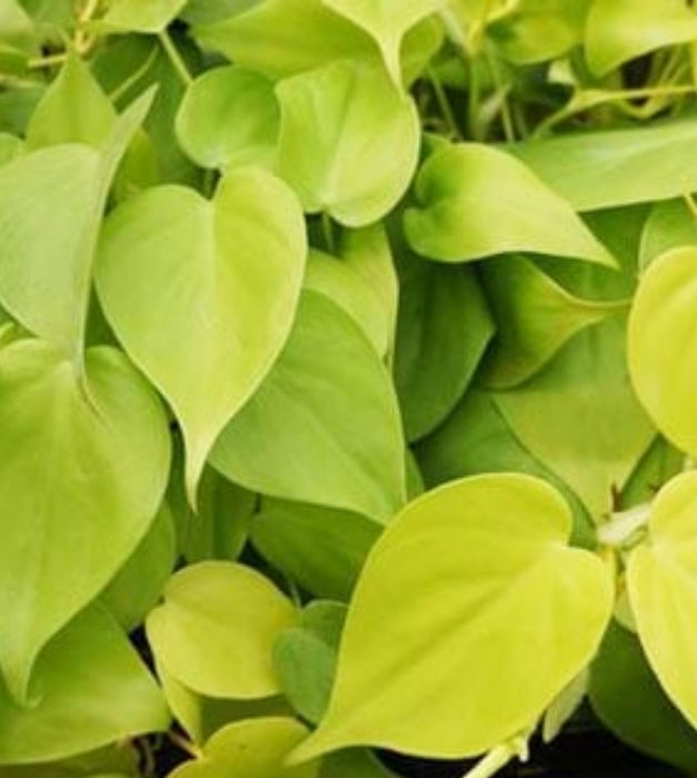 Philodendron Oxycardium Golden Plant