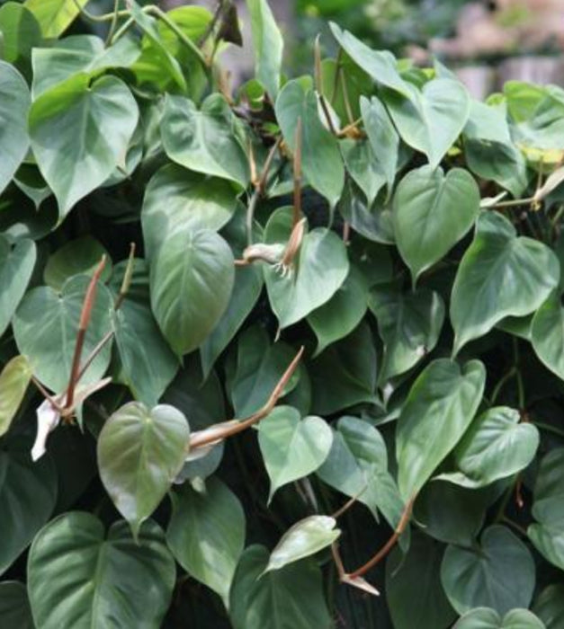 Philodendron Oxycardium Green Plant