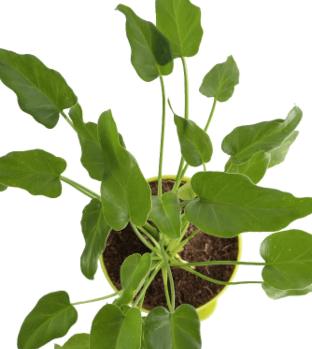 Philodendron Xanadu Plant - Green