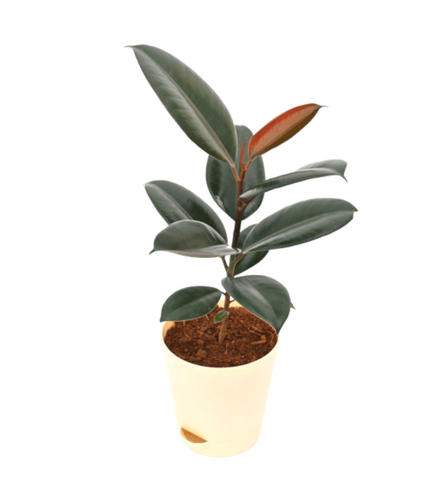 Rubber Plant