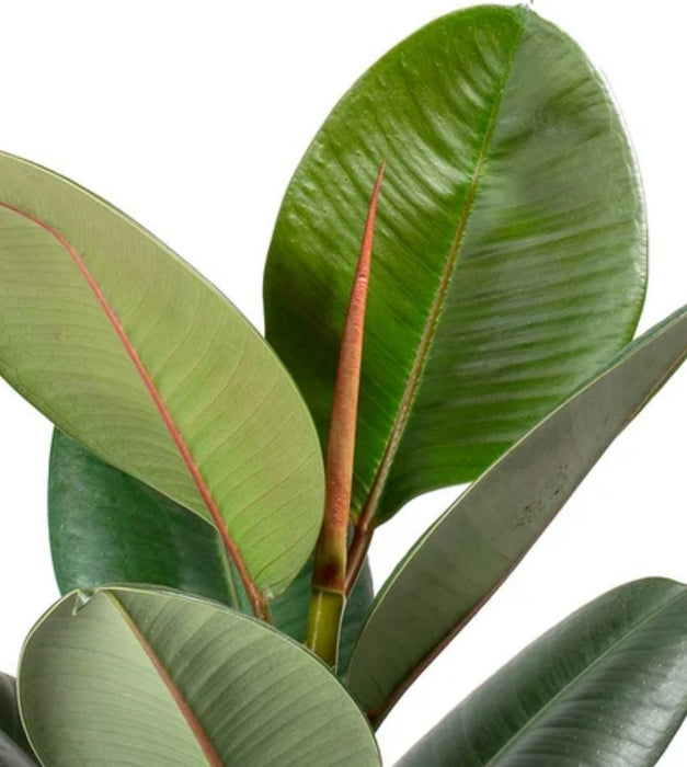 Rubber Plant