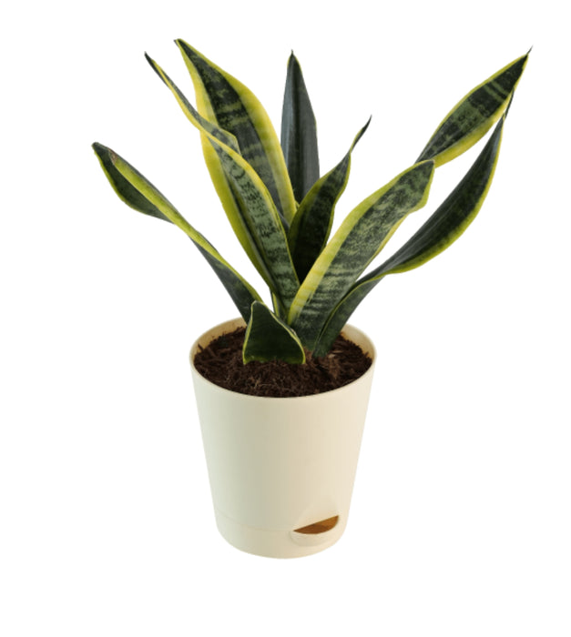Snake Plant with self watering pot
