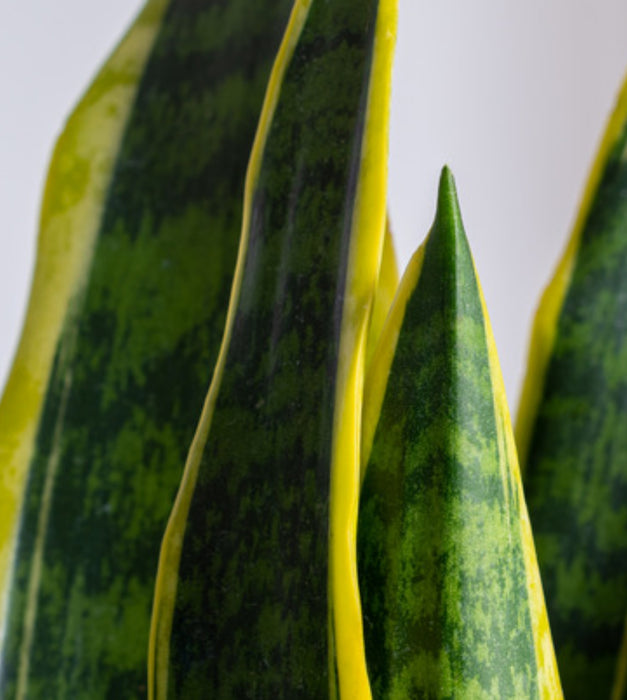 Snake Plant with self watering pot
