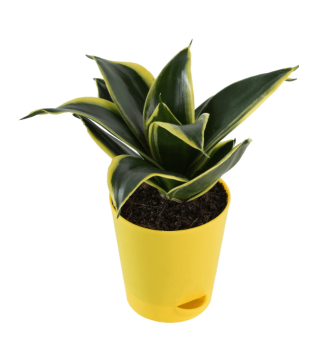 Snake Plant - Golden Hahnii