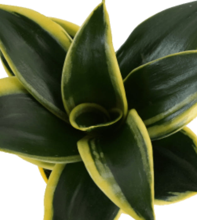 Snake Plant - Golden Hahnii