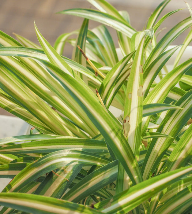 Spider Plant