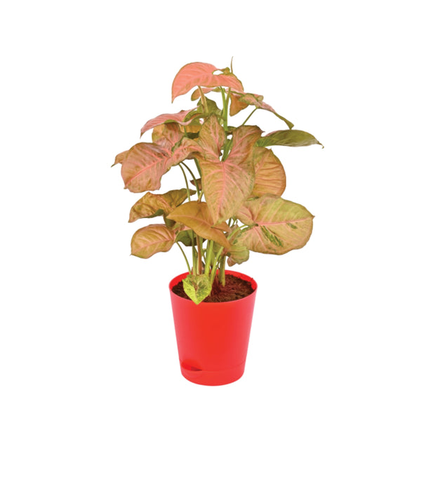 Syngonium Pink Neon