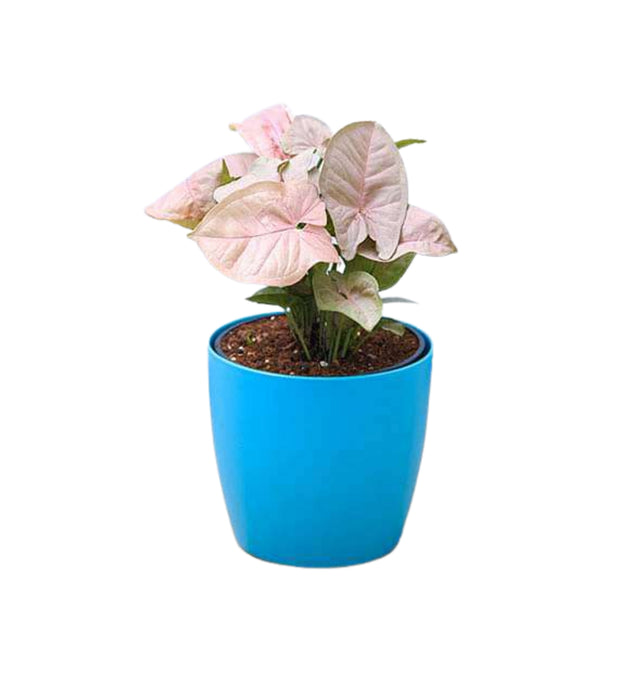 Syngonium Pink Plant