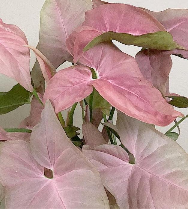 Syngonium Pink Plant