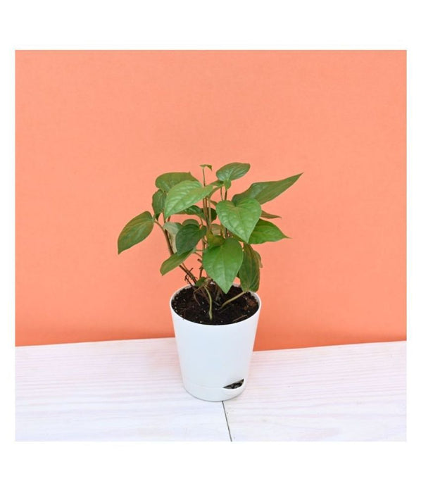 Betel Leaf ,Paan Plant in 5inch Self Watering Pot