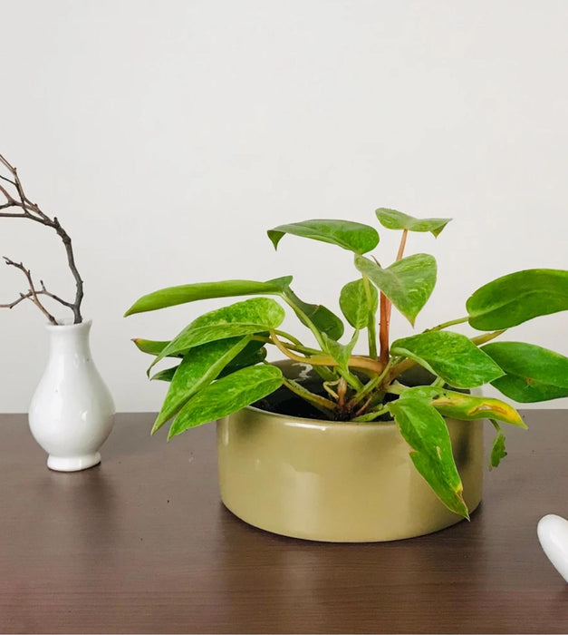 Lilac Stories Planter - Flat