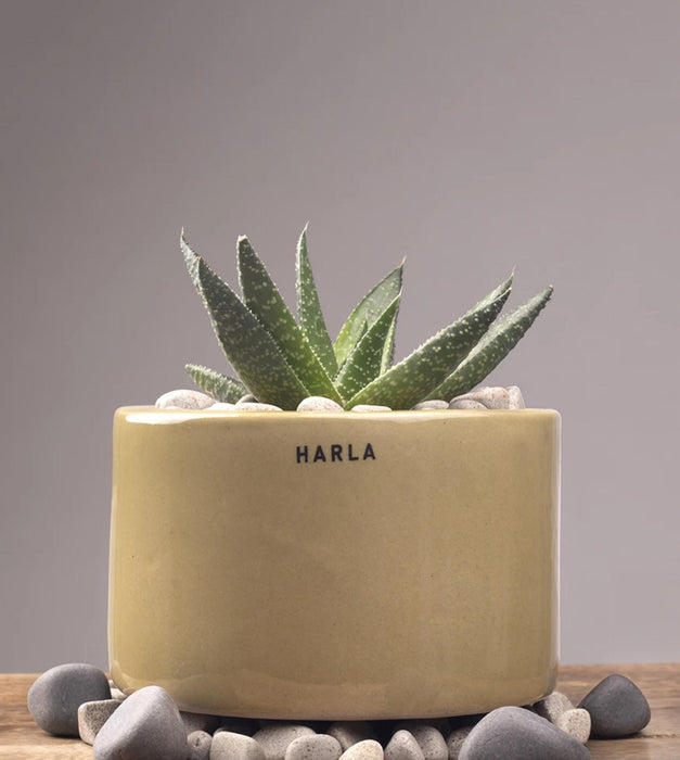 Lilac Stories Planter- Bowl