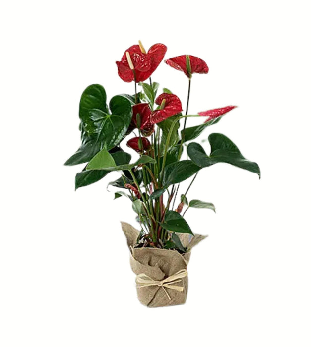 Love tale (jute wrapped)