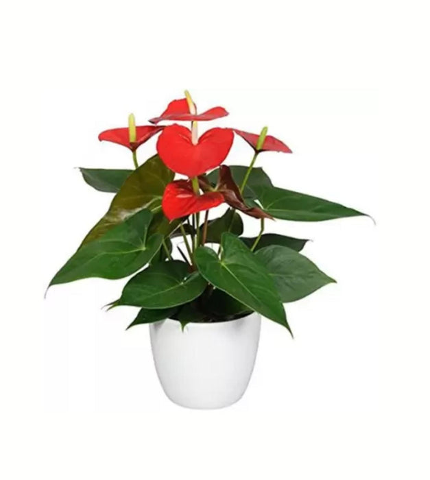Love tale (Plastic Pot)