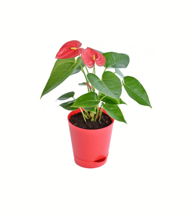 Love tale ( self-watering pot)