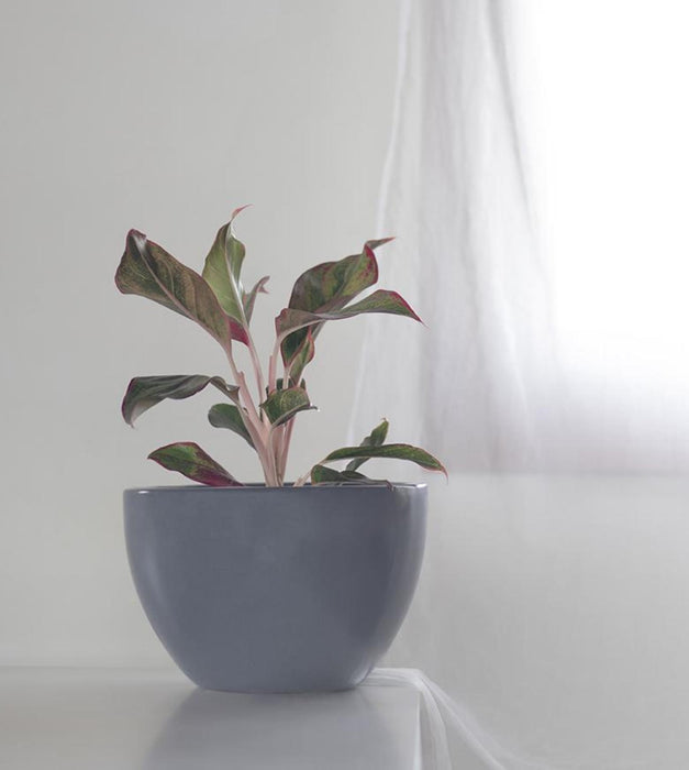 Echoing Eternity - Fat Planter