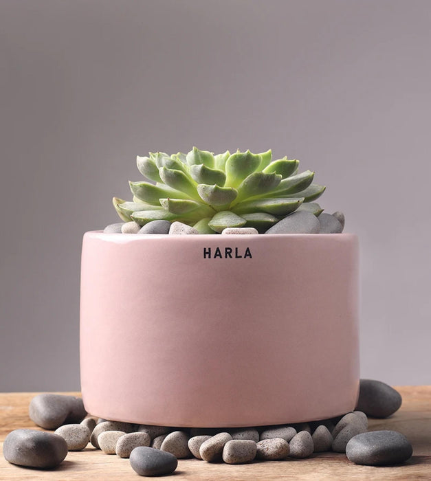 Lilac Stories Planter- Bowl