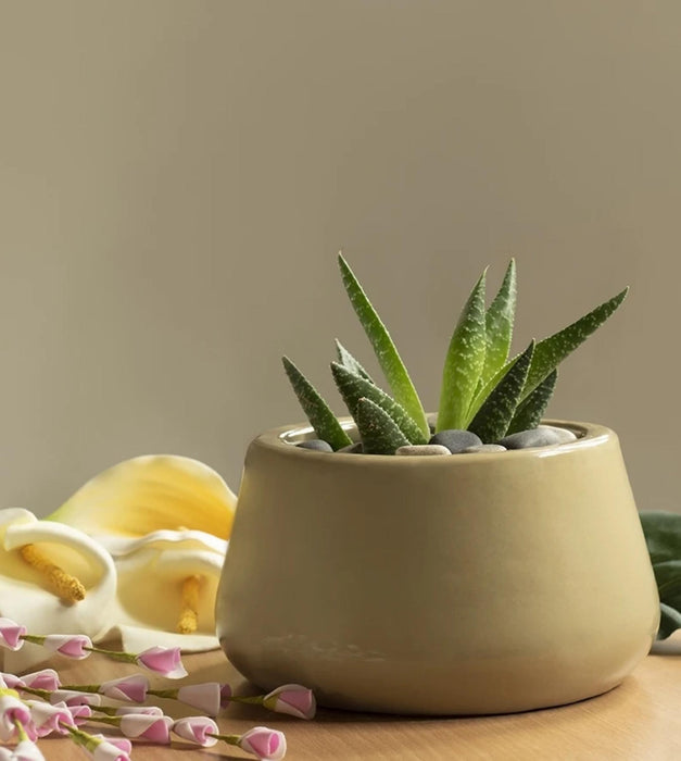 Tulip Fantasy Planter - Bowl
