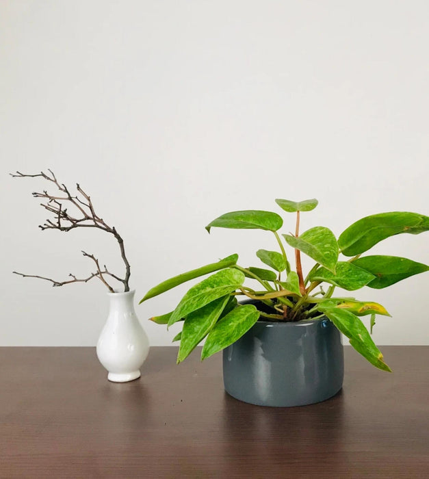 Lilac Stories Planter- Bowl