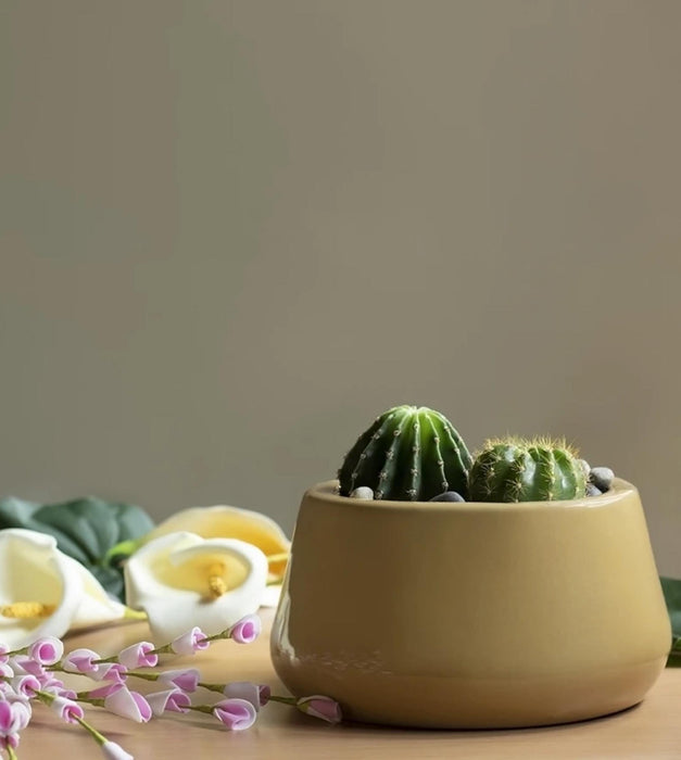 Tulip Fantasy Planter - Bowl