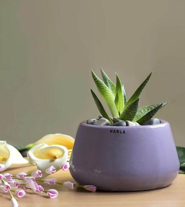 Tulip Fantasy Planter - Bowl