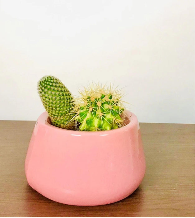Tulip Fantasy Planter - Bowl