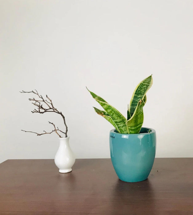 Nature's Hum Planter