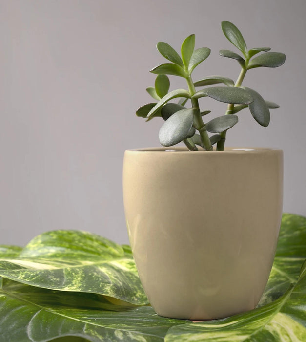 Nature's Hum Planter