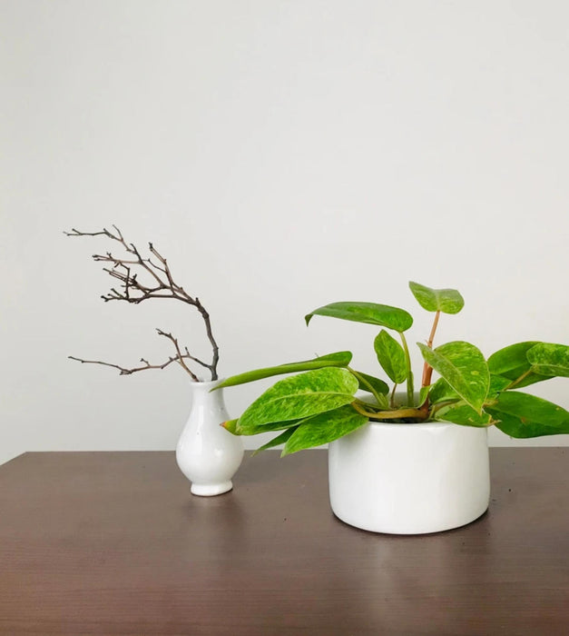 Lilac Stories Planter- Bowl