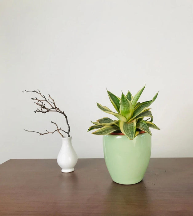 Nature's Hum Planter