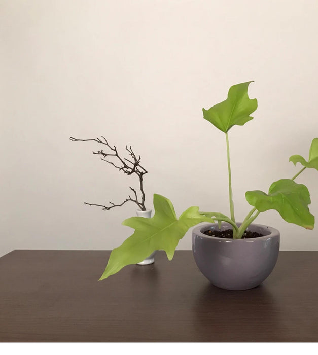 Nature's Hum Planter