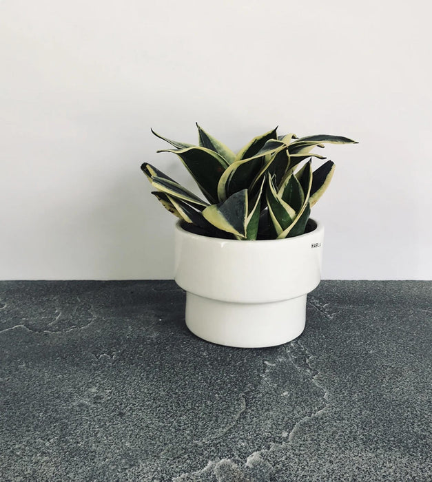 Tattooed Love Planter